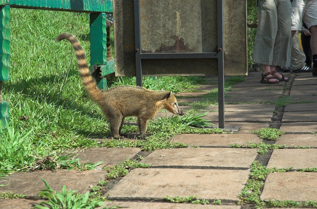 Coati i Iguacu-01.jpg - South American Coati (Nasua nasua), Iguacu N.P. Brazil 2005